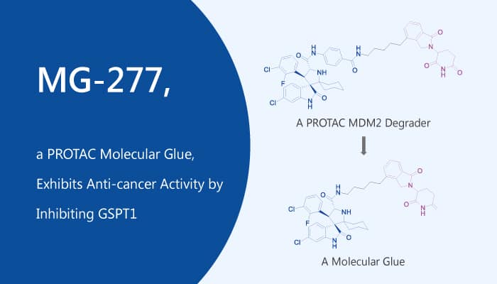 MG-277, a PROTAC Molecular Glue, Exhibits Anti-cancer Activity by Inhibiting GSPT1