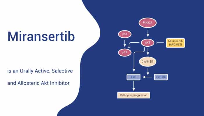 Miransertib is an Orally Active, Selective and Allosteric Akt Inhibitor