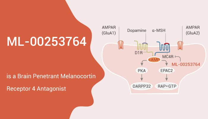 ML-00253764 is a Brain Penetrant Melanocortin Receptor 4 Antagonist