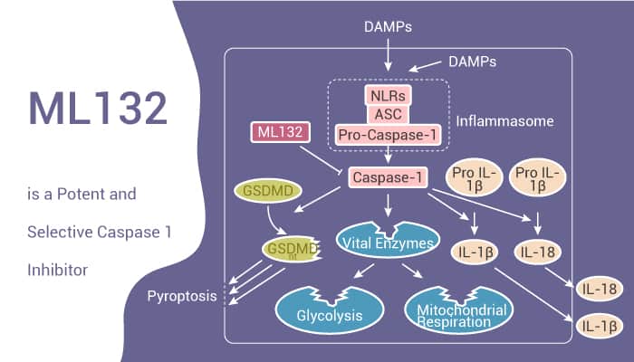ML132 is a Potent and Selective Caspase 1 Inhibitor
