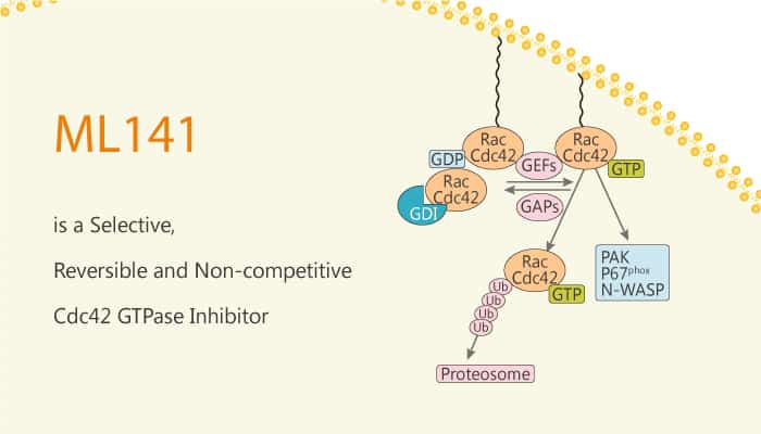ML141 is a Selective, Reversible and Non-competitive Cdc42 GTPase Inhibitor