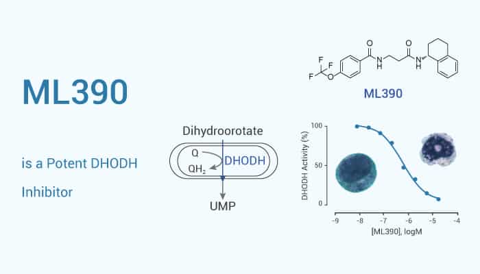 ML390 is a Potent DHODH Inhibitor