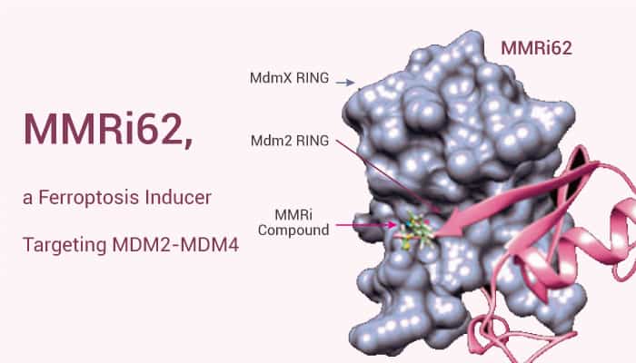 MMRi62, a Ferroptosis Inducer Targeting MDM2-MDM4