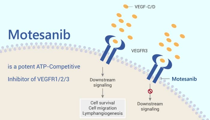 Motesanib is a potent ATP-Competitive Inhibitor of VEGFR1/2/3