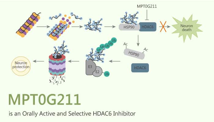 MPT0G211 is an Orally Active and Selective HDAC6 Inhibitor