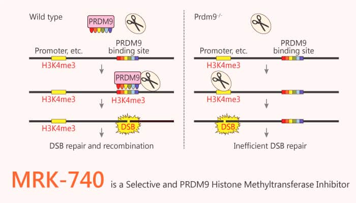 MRK-740 is a Selective and PRDM9 Histone Methyltransferase Inhibitor