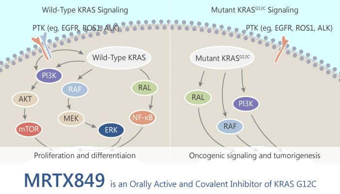 MRTX849 is an Orally Active and Covalent Inhibitor of KRAS G12C