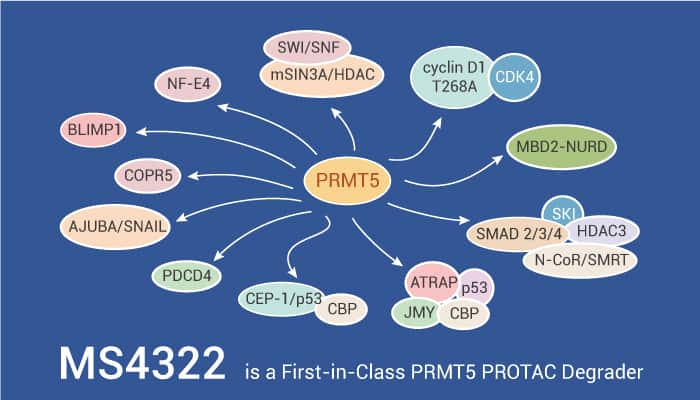 MS4322 is a First-in-Class PRMT5 PROTAC Degrader
