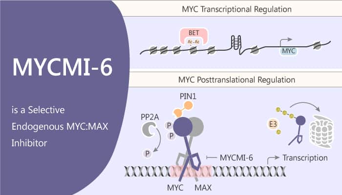 MYCMI-6 is a Selective Endogenous MYC:MAX Inhibitor