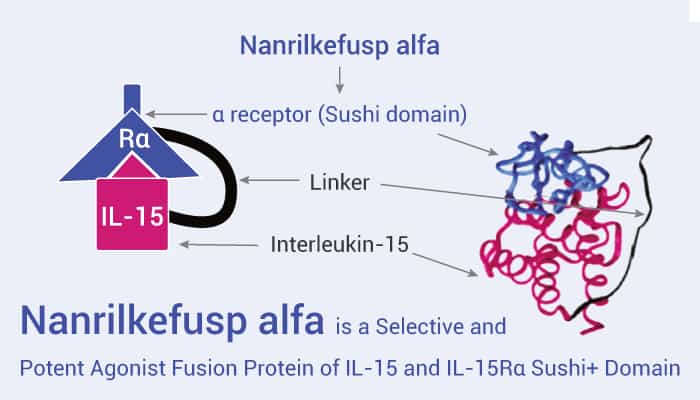 Nanrilkefusp alfa is a Selective and Potent Agonist Fusion Protein of IL-15.
