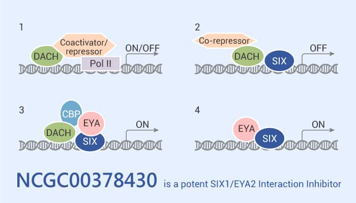 NCGC00378430 is a Potent SIX1/EYA2 Interaction Inhibitor