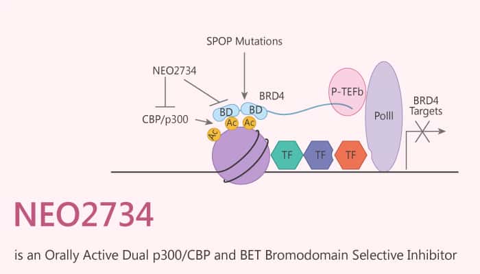 NEO2734 is an Orally Active Dual p300/CBP and BET Bromodomain Selective Inhibitor