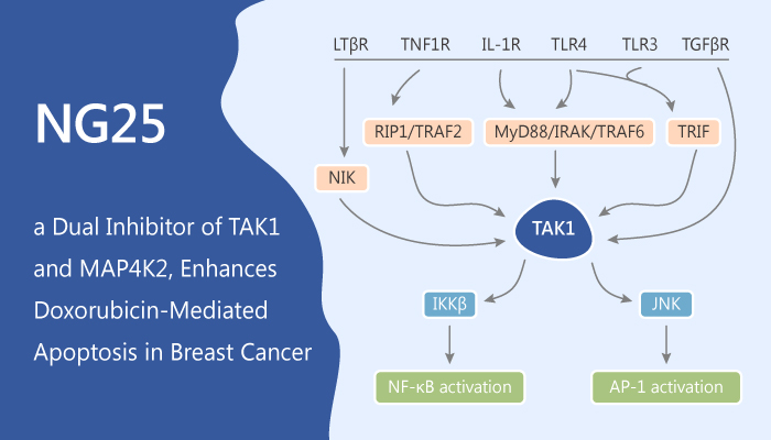 NG25, a Dual Inhibitor of TAK1 and MAP4K2, Enhances Doxorubicin-mediated Apoptosis in Breast Cancer