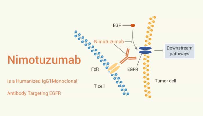 Nimotuzumab is a Humanized IgG1 Monoclonal Antibody Targeting EGFR