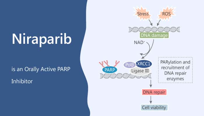 Niraparib is an Orally Active PARP Inhibitor