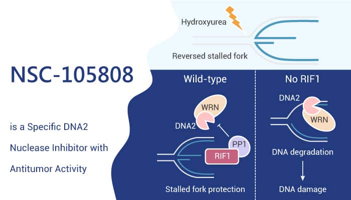 NSC-105808 is a Specific DNA2 Nuclease Inhibitor with Antitumor Activity