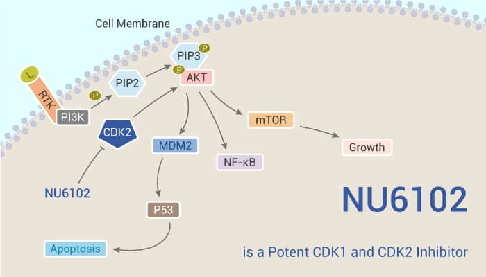 NU6102 is a Potent CDK1 and CDK2 Inhibitor