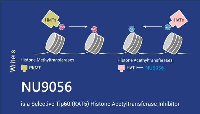 NU9056 is a Selective Tip60 (KAT5) Histone Acetyltransferase Inhibitor