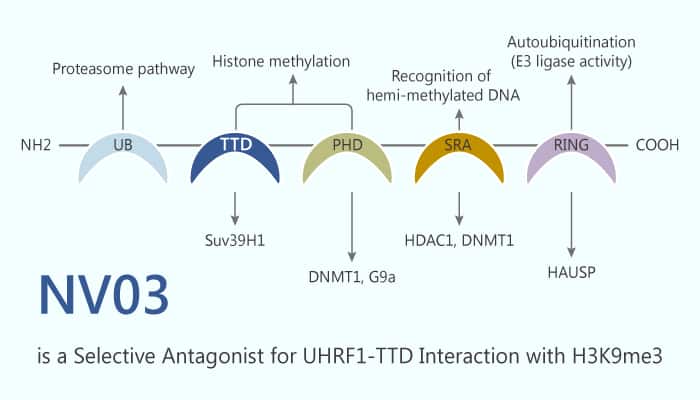 NV03 is a Selective Antagonist for UHRF1-TTD Interaction with H3K9me3