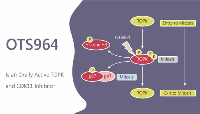 OTS964 is an Orally Active TOPK and CDK11 Inhibitor