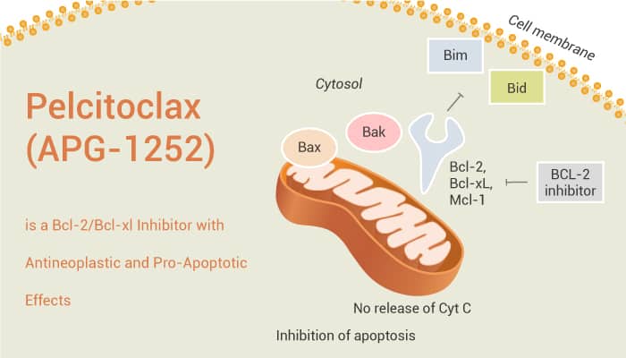 Pelcitoclax (APG-1252) is a Bcl-2/Bcl-xl Inhibitor with Antineoplastic and Pro-Apoptotic Effects