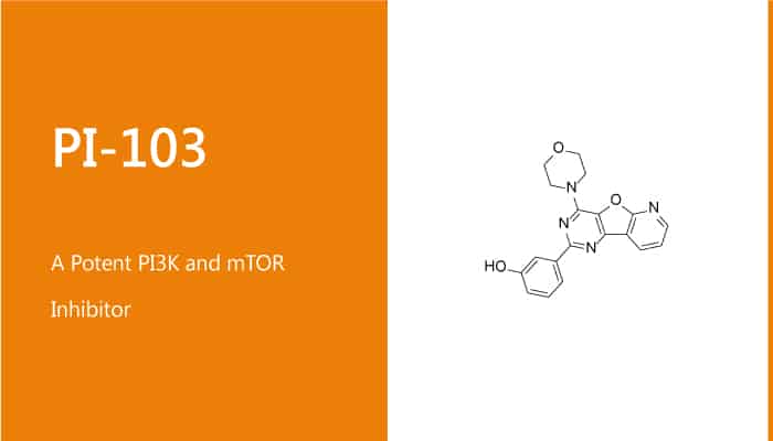 PI-103 is a Potent PI3K and mTOR Inhibitor