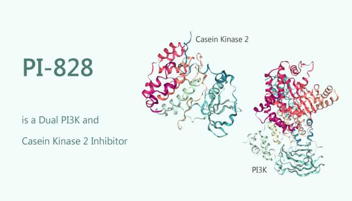 PI-828 is a Dual PI3K and Casein Kinase 2 Inhibitor