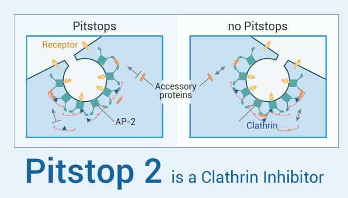 Pitstop 2 is a Clathrin Inhibitor which Inhibits Clathrin-Mediated Endocytosis (CME)