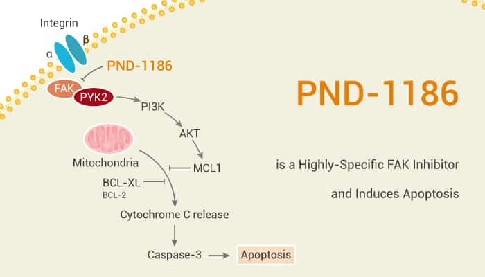 PND-1186 is a Highly-Specific FAK Inhibitor and Induces Apoptosis