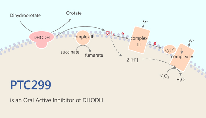 PTC299 is an Oral Active and Dual Inhibitor of DHODH and VEGF