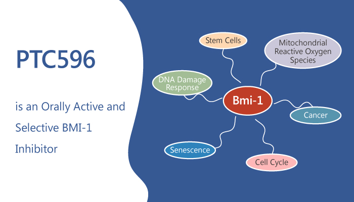PTC596 is an Orally Active and Selective BMI-1 Inhibitor