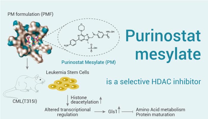 Purinostat mesylate is a Selective HDAC Inhibitor With anti-Leukemia Effects