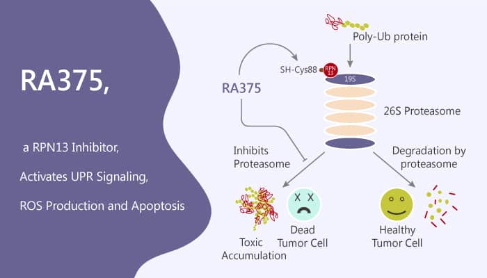 RA375, a RPN13 Inhibitor, Activates UPR Signaling, ROS Production and Apoptosis