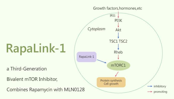 RapaLink-1, a Third-Generation Bivalent mTOR Inhibitor, Combines Rapamycin with MLN0128