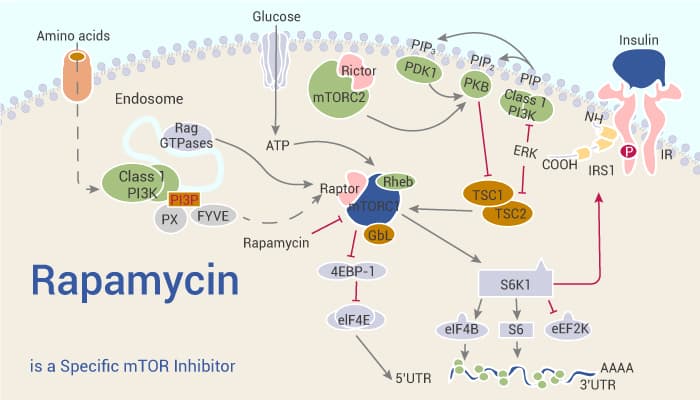 Rapamycin is a Specific mTOR Inhibitor