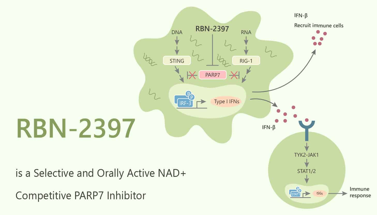 RBN-2397 is a Selective and Orally Active NAD+ Competitive PARP7 Inhibitor
