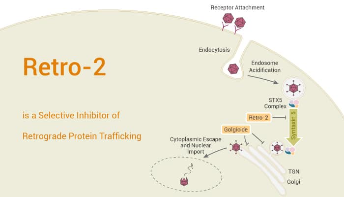 Retro-2 is a Selective Inhibitor of Retrograde Protein Trafficking