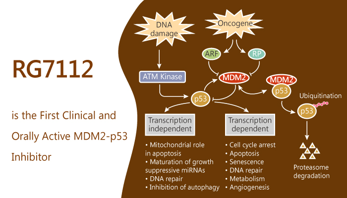 RG7112 is the First Clinical and Orally Active MDM2-p53 Inhibitor