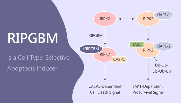 RIPGBM is a Selective Inducer of Apoptosis in Glioblastoma Multiforme Cancer Stem Cells