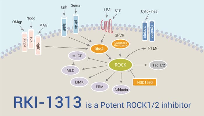 RKI-1313 is a Potent ROCK1/2 inhibitor