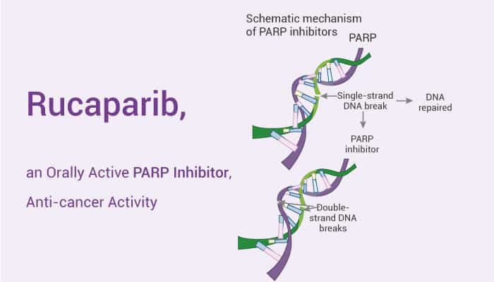 Rucaparib is a PARP Inhibitor