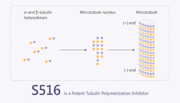 S516 is a Potent Tubulin Polymerization Inhibitor