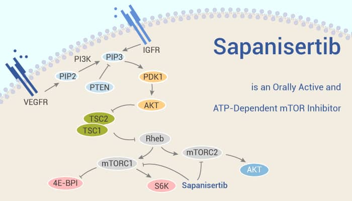 Sapanisertib is an Orally Active and ATP-Dependent mTOR Inhibitor