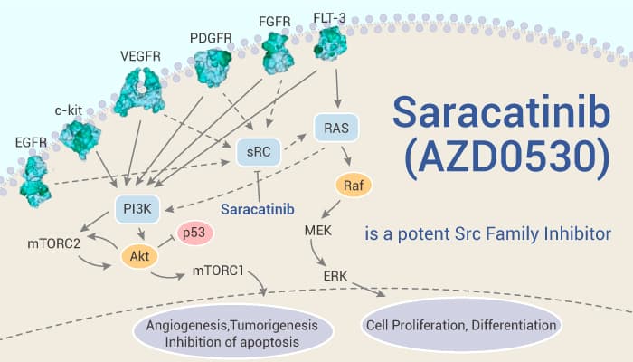 Saracatinib (AZD0530) is a potent Src Family Inhibitor
