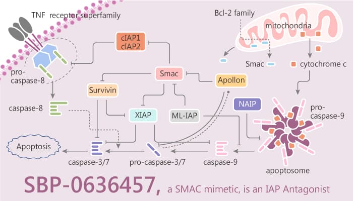 SBP-0636457, a SMAC Mimetic, is an IAP Antagonist