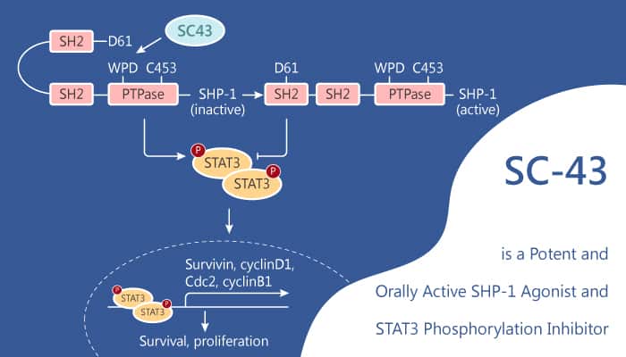 SC-43 is a Potent and Orally Active SHP-1 Agonist and STAT3 Phosphorylation Inhibitor