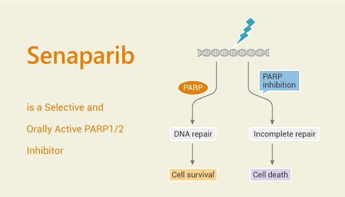 Senaparib is a Selective and Orally Active PARP1/2 Inhibitor