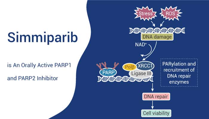 Simmiparib is An Orally Active PARP1/2 Inhibitor