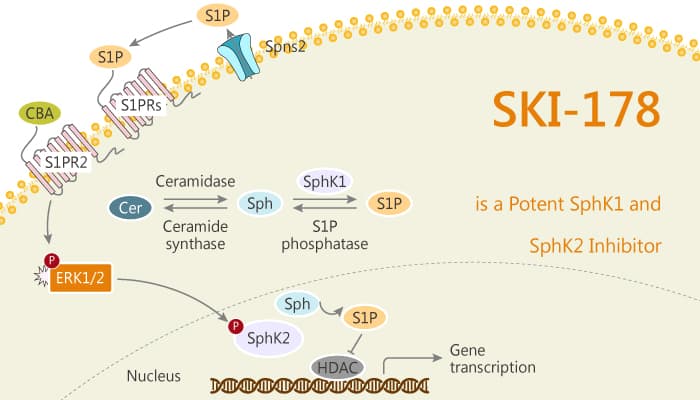 SKI-178 is a Potent SphK1 and SphK2 Inhibitor