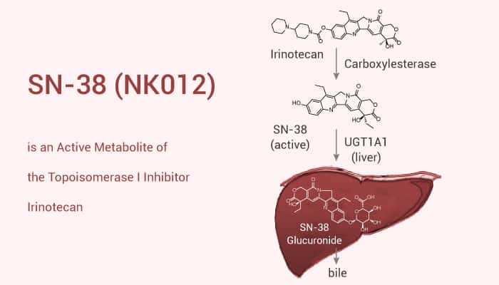 SN-38 (NK012) is an Active Metabolite of the Topoisomerase I Inhibitor Irinotecan
